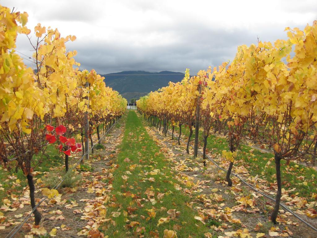 Korohi Vineyard Bnb Blenheim Kültér fotó