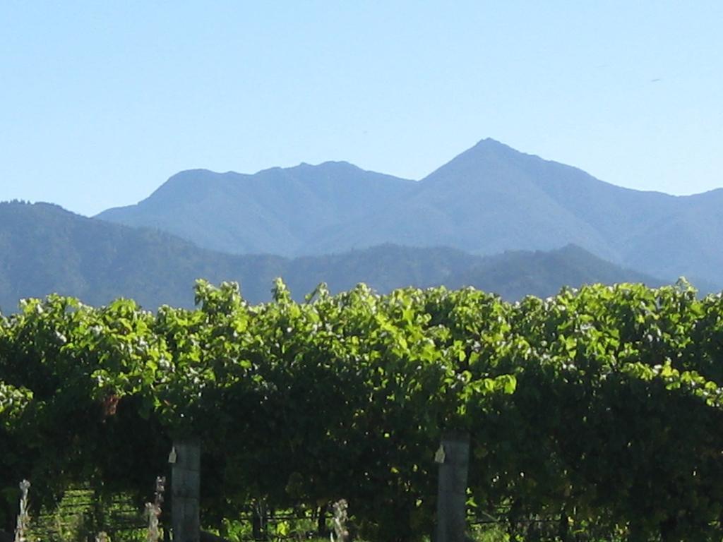 Korohi Vineyard Bnb Blenheim Kültér fotó